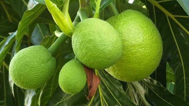 Brotfrucht buah sukun
